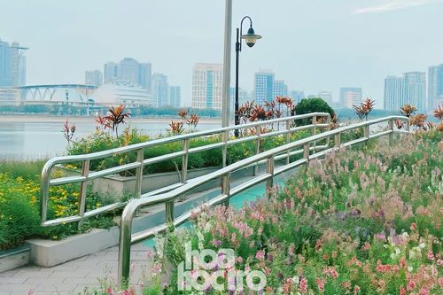 Ngoài hoa violet Nhật gây sốt, công viên An Hòa còn có view ngắm hoàng hôn xịn