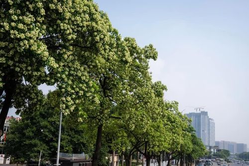 Hà Nội sẽ rà soát, đánh chuyển giảm mật độ cây hoa sữa trên các tuyến phố