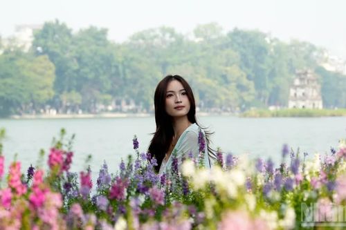 [Ảnh] Những thảm hoa violet Nhật tại Hà Nội hút các bạn trẻ đến check-in