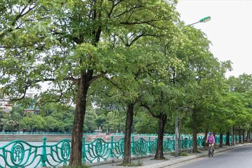 Hà Nội nghiên cứu di dời bớt cây hoa sữa ở những nơi trồng dày