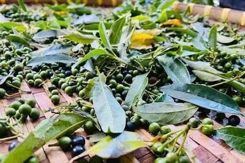 Loại trái gia vị bé như hạt tiêu, giá bán đắt đỏ vẫn được săn lùng