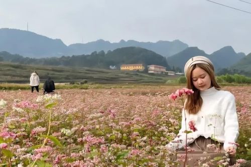 Tuyên Quang sẵn sàng cho Lễ hội Hoa Tam giác mạch lần thứ XII