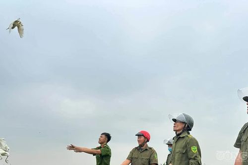 Phá 'ma trận' bẫy tận diệt chim trời