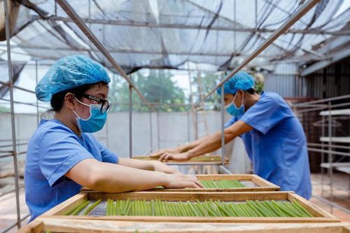 Quy định mới về điều kiện, mức hỗ trợ dự án phát triển sản xuất liên kết theo chuỗi giá trị