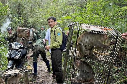 23 cá thể khỉ, rùa, trăn được thả về tự nhiên