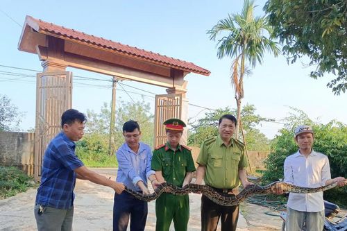 Phát hiện trăn đất nặng 10kg người dân tự nguyện giao nộp để thả về rừng