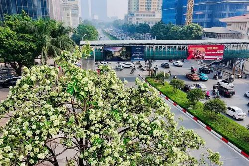Hà Nội tính thay thế dần những nơi trồng hoa sữa quá dày