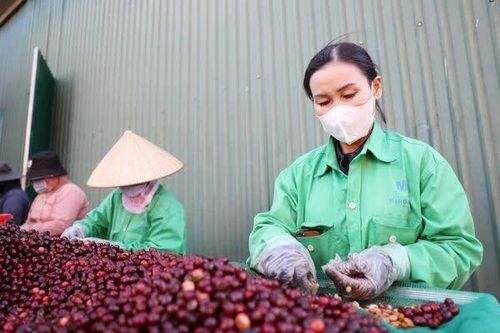 Cà phê Việt bán nhiều, thu ít, chờ sức bật từ vụ mới