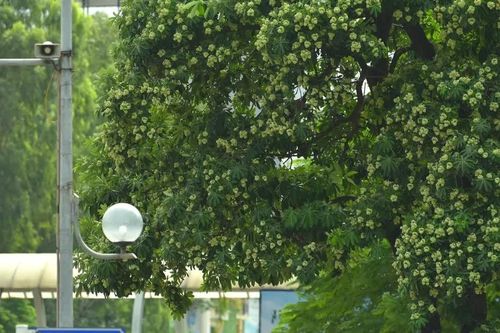 'Ác mộng' hoa sữa với người dân Hà Nội