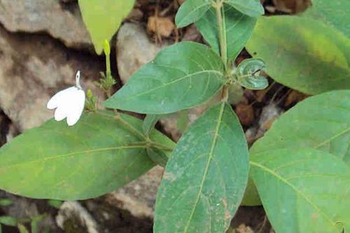 Loại cây mọc hoang tốt cho người bị huyết áp cao, tiểu đường