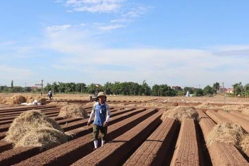 Nông dân Hải Phòng gieo trồng hơn 13.000 ha rau màu vụ đông