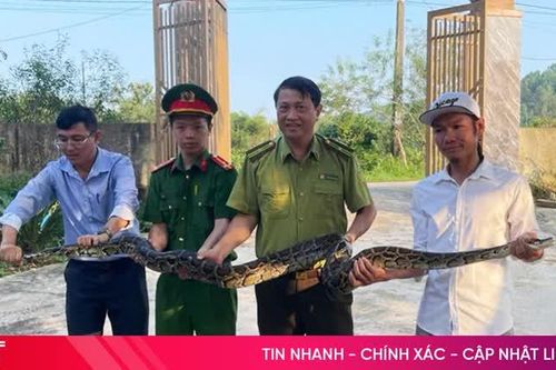 Người dân tự nguyện giao nộp cá thể trăn đất quý hiếm