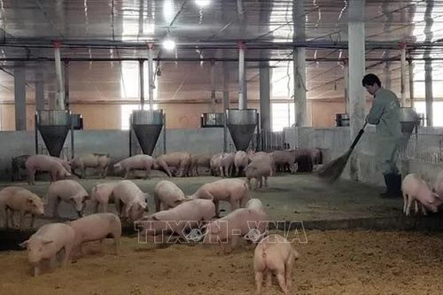 Siết phòng dịch bệnh đảm bảo nguồn cung thịt lợn cuối năm