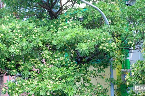 Hà Nội yêu cầu khẩn trương di dời bớt cây hoa sữa