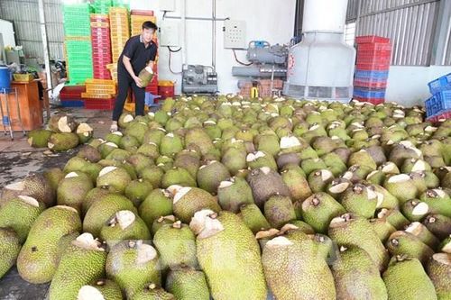 Thoát cảnh rẻ như cho, nhà vườn Đồng Tháp trúng đậm vụ mít mới