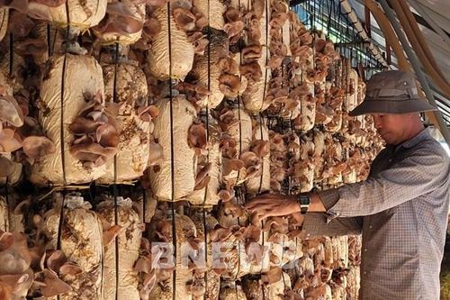 Đầu tư nghiên cứu, phát triển giống nấm chất lượng cao