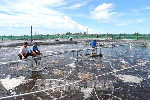 Giảm rủi ro nuôi trồng thủy sản trước tác động từ El Nino