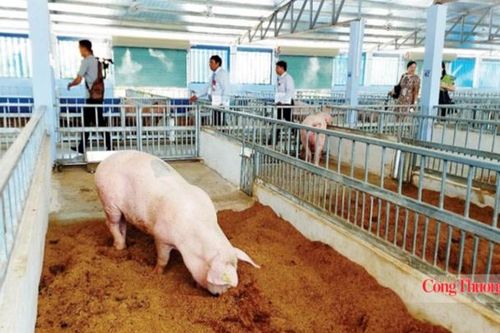 Khí mê-tan từ chăn nuôi: 'Kẻ vô hình' gây nóng lên toàn cầu
