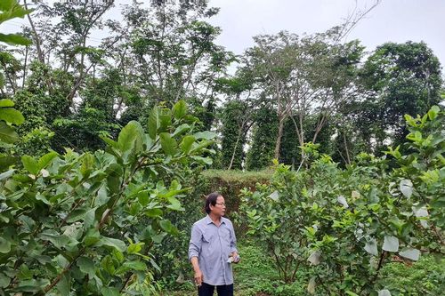 Những mô hình kinh tế nông nghiệp hiệu quả