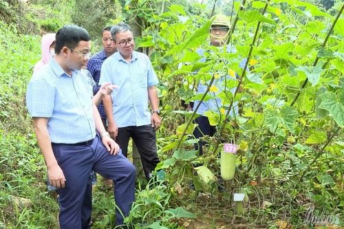 Phục tráng dưa mèo, phát triển thành hàng hóa