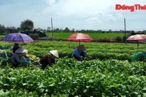 Phú Thành: Hội tụ nguồn lực phát triển nông nghiệp hiện đại