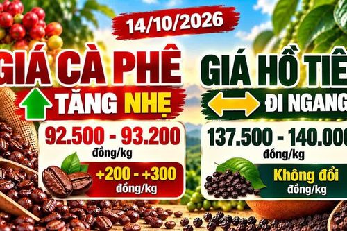Giá cà phê, hồ tiêu hôm nay 14/10: Cà phê tăng nhẹ, hồ tiêu giữ giá
