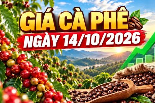 Giá cà phê hôm nay 14/10: Trong nước và Robusta, Arabica cùng tăng
