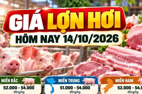 Giá lợn hơi hôm nay 14/10: Thị trường dao động 51.000 - 54.000 đồng/kg
