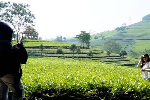 Đồi chè Liên Sơn điểm check in hút khách dịp Lễ hội Văn hoá, Du lịch Mường Lò năm 2026