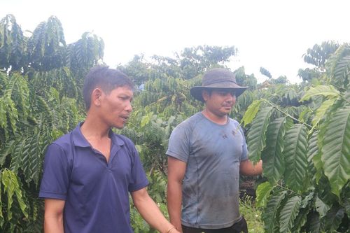 Bí thư chi bộ người Mạ gương mẫu, làm kinh tế giỏi