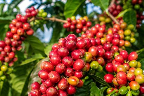 Giá cà phê hôm nay 14/10/2026: Tây Nguyên giảm 200 đồng/kg, Robusta London quay đầu đi xuống
