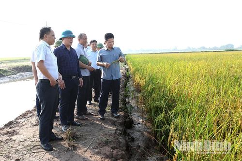 Lãnh đạo UBND tỉnh kiểm tra sản xuất lúa mùa và kiểm tra thực địa Khu đô thị nghỉ dưỡng, sinh thái, vui chơi giải trí biển Quất Lâm