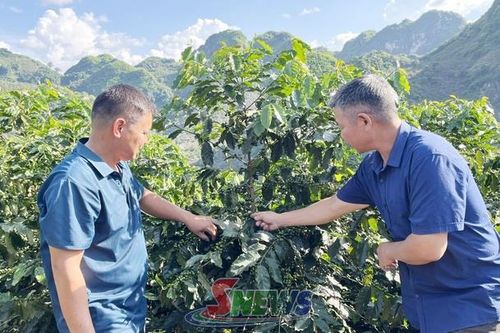 Mô hình liên kết sản xuất cà phê bền vững