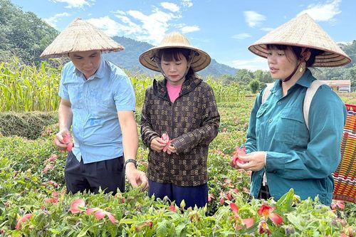 Hướng về cơ sở