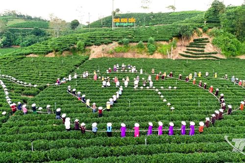 Kỳ vọng từ những vùng chè