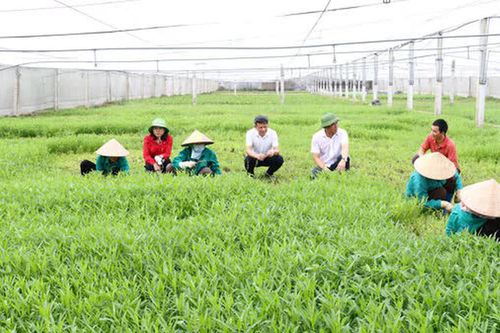 Hà Nội gắn quy hoạch nông thôn với chuyển đổi nghề, bảo đảm sinh kế cho nông dân