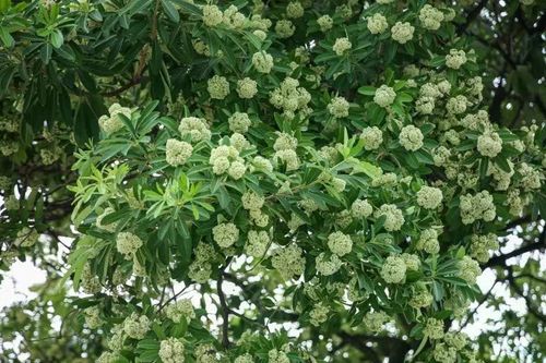 Hà Nội nghiên cứu dịch chuyển cây hoa sữa tại các tuyến phố mật độ dày
