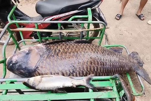 Sáng ra bờ sông, dân làng tá hỏa lôi lên 'thủy quái' 100kg: Sự thật phía sau mới đáng sợ!