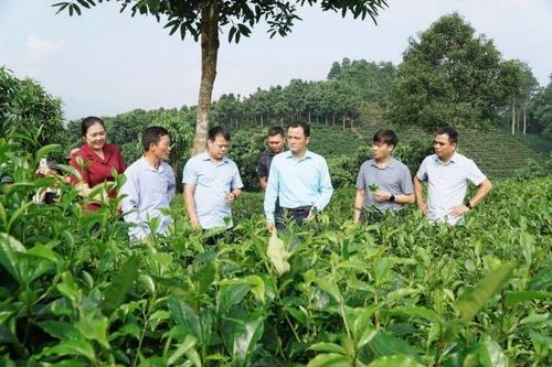 Lào Cai: Thúc đẩy ứng dụng tiến bộ kỹ thuật, mở rộng mô hình sản xuất chè hữu cơ tại xã Hưng Khánh