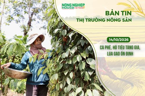 Thị trường nông sản 14/10/2026: Cà phê, hồ tiêu tăng giá, lúa gạo ổn định