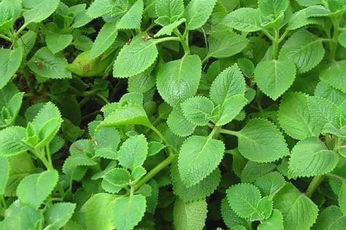 Lý do gia đình nào cũng nên trồng cây húng chanh