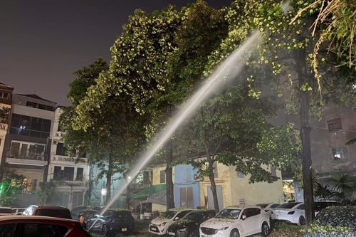 Hà Nội chưa có kế hoạch đánh chuyển, tỉa bớt cây hoa sữa ra khỏi khu dân cư