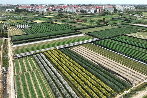 Xây vùng nguyên liệu an toàn, mở rộng đầu ra nông sản