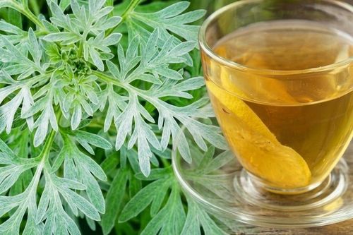 Nước lá ngải cứu có tác dụng gì?