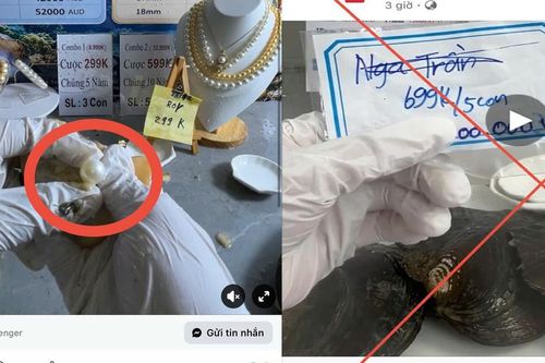 Chiêu trò livestream 'mở ngọc trai': Hứa lãi tiền tỷ, coi chừng sập bẫy mất trắng