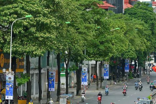Hà Nội dịch chuyển bớt cây hoa sữa để bảo vệ sức khoẻ người dân