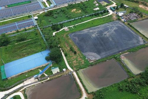 Phạt hơn 663 triệu đồng các trang trại nuôi lợn vi phạm môi trường ở Thanh Hóa