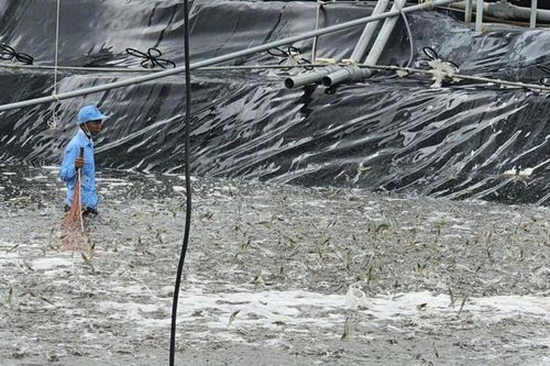 Tìm giải pháp nâng cao giá trị ngành tôm Việt Nam