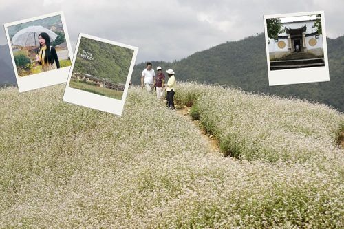 Sắc hoa Tam giác mạch kết nối những miền di sản văn hóa Tuyên Quang