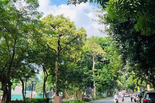Hà Nội tính tỉa chùm hoa sữa, giữ cây nhưng giảm nỗi khổ của người sống bên cây
